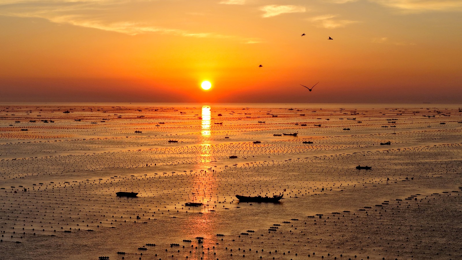 Low sunlight reflected off a harbor, dotted with many floats used in an abalone breeding area