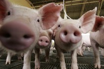 A group of VERY cute pigs 