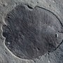 A Dickinsonia fossil