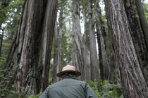 A park ranger with his back toward the camera walks through a forest.