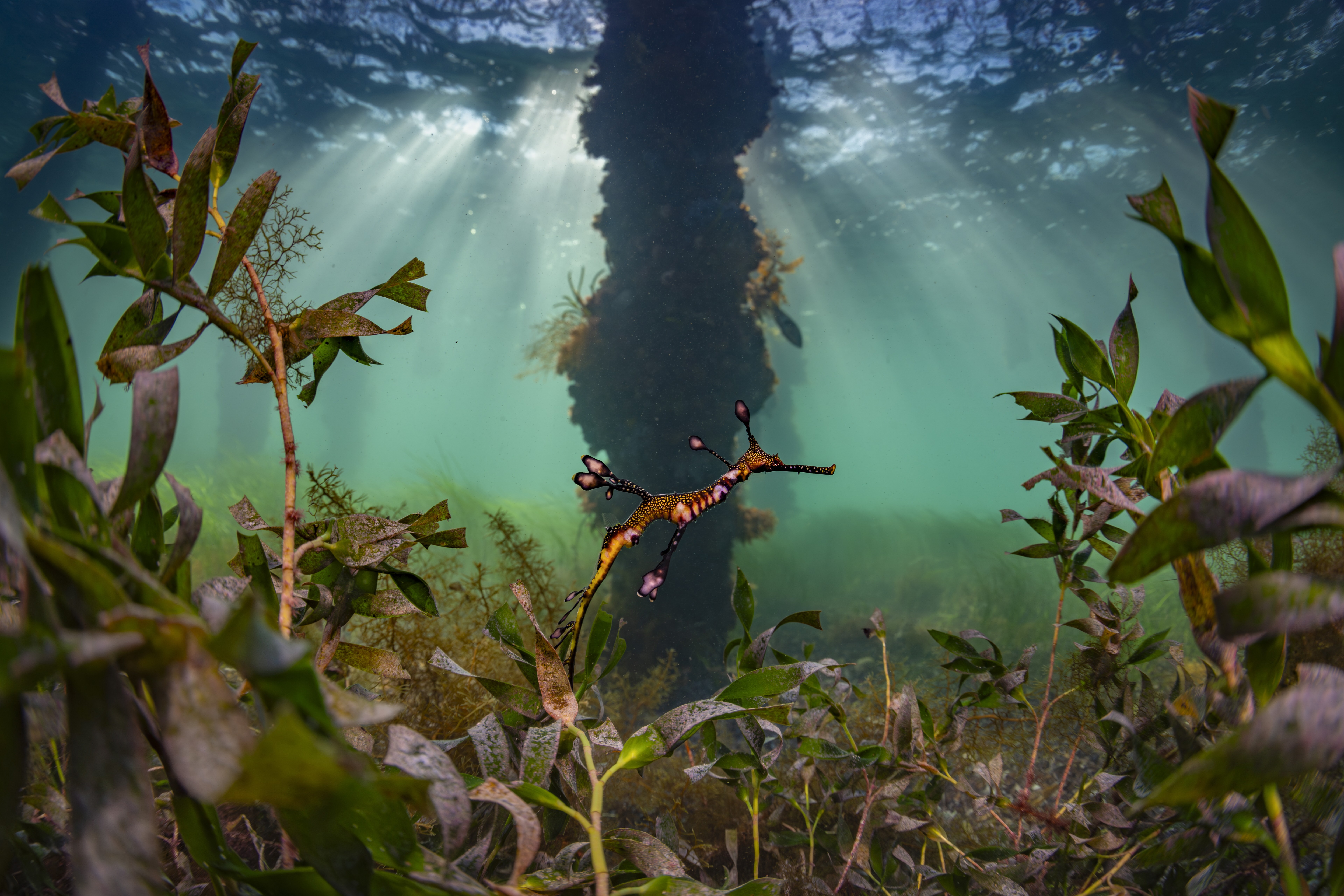 A sea dragon swims past aquatic plants.