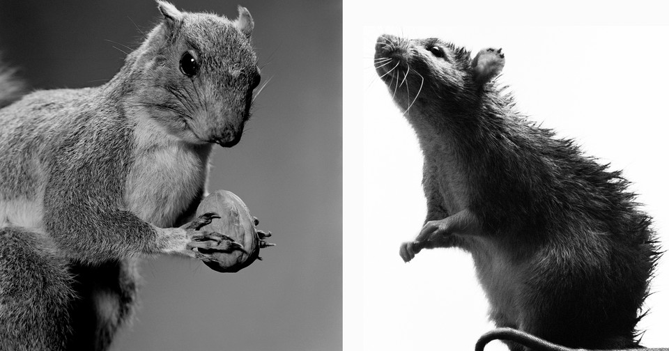 Man v rat: could the long war soon be over?, Science