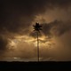 Palm tree amidst dark stormy sky