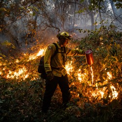 A firefighter lights up dried brush