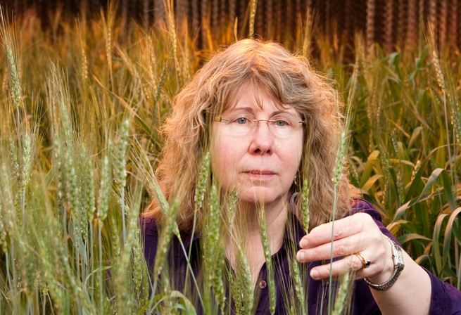 Barbara Valent of Kansas State inspecting healthy wheat heads in the greenhouse