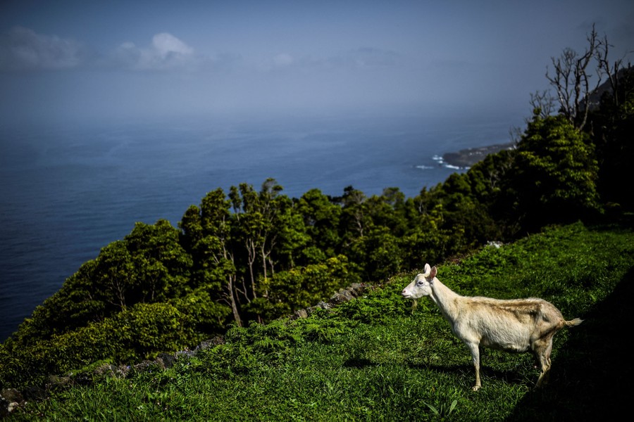 A goat stands in a small field on a hillside overlooking the ocean.