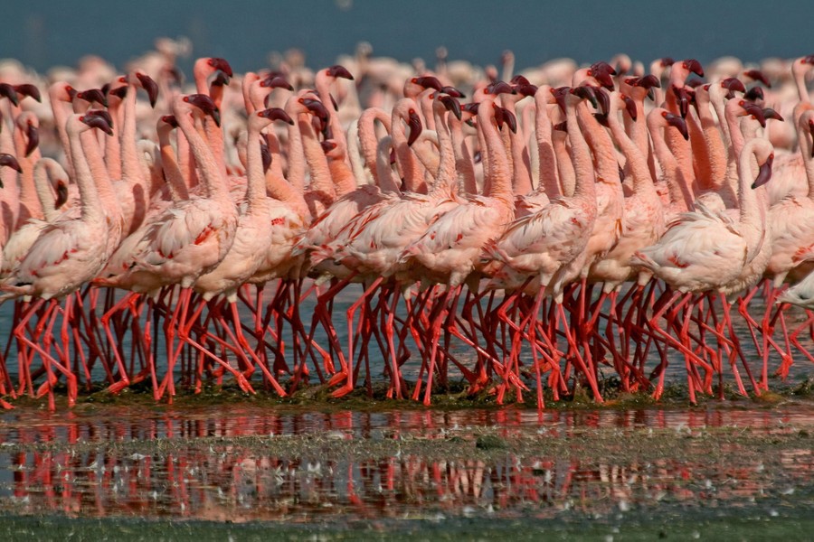 What is a Group of Flamingos Called  
