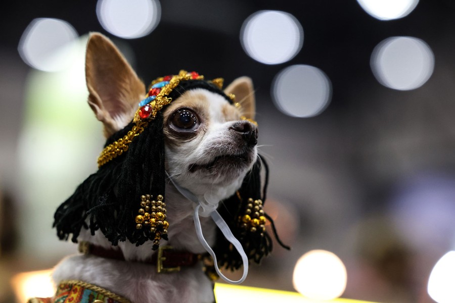 A Chihuahua wears a wig and a costume.