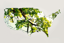 Mirror shards arranged in the shape of the United States, reflecting a tree and the sky