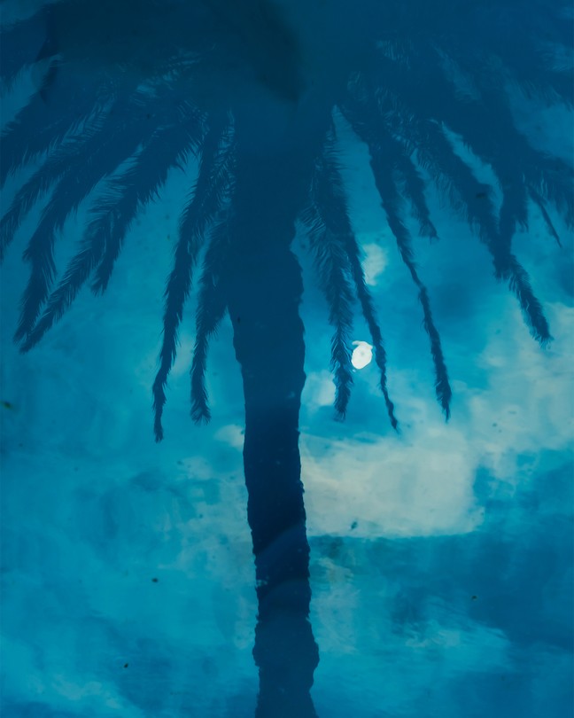 Shadowy palm tree against cloudy sky with moon