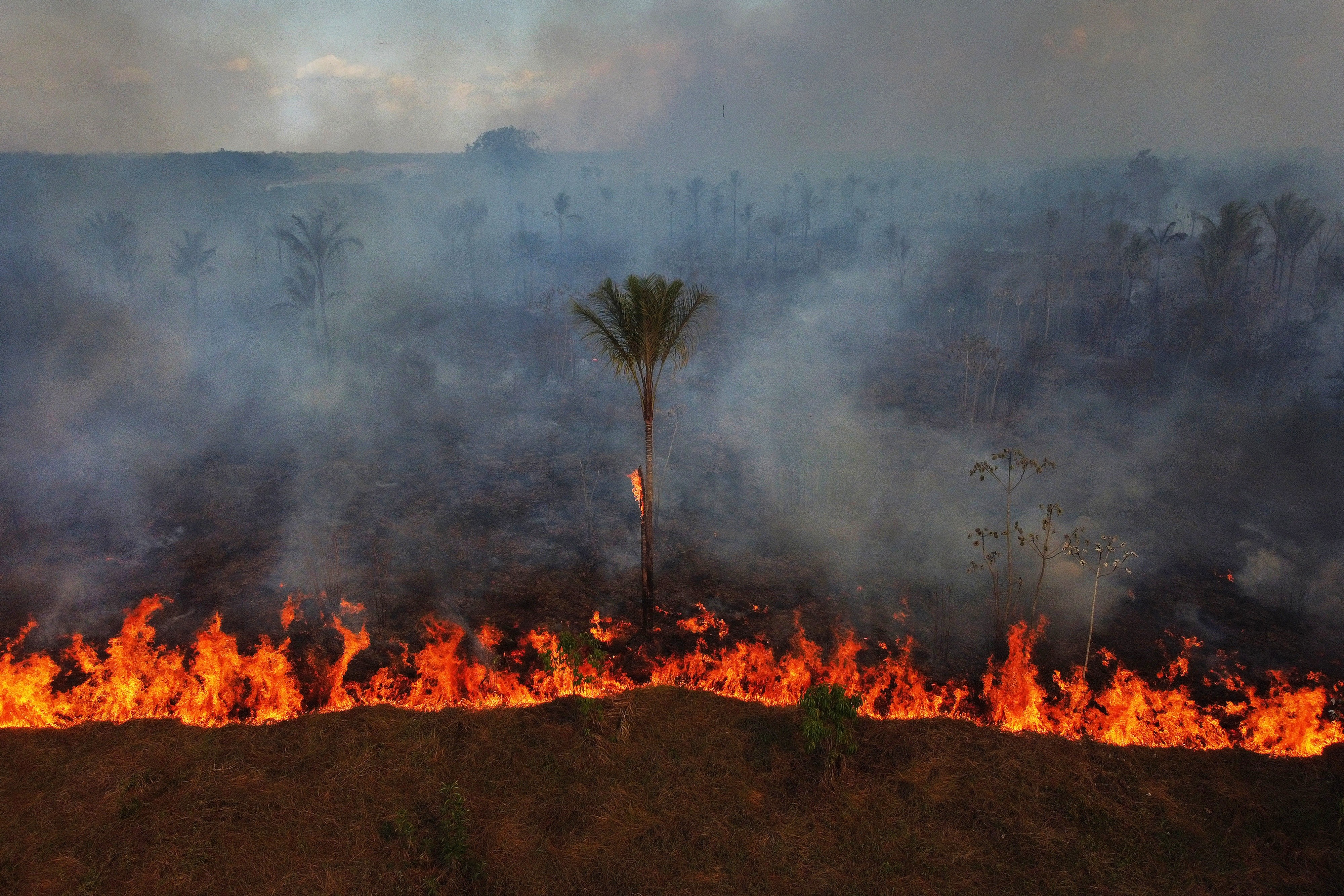 An elevated view of a line of fire burning across fields and forest, with one burning palm tree prominent at center.