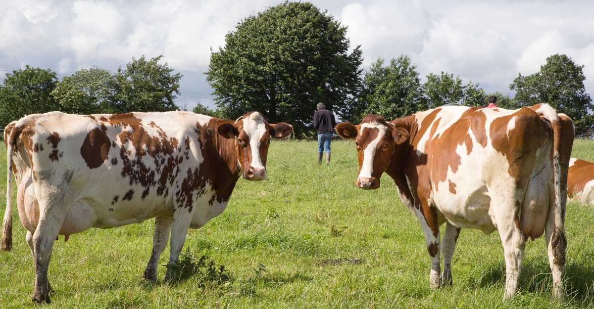 Can Cows Eat Vegetable Scraps? Discover the Surprising Answer!