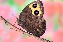 A common wood-nymph butterfly
