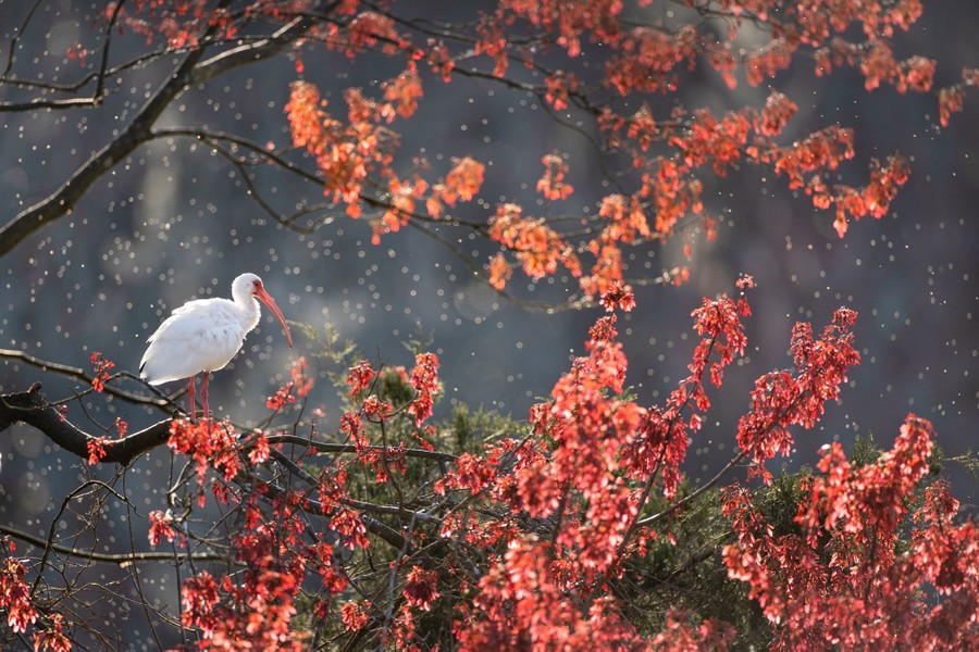 An ibis perches on the branch of a maple tree.