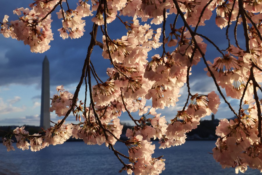 Cherry blossoms, seen with the Washington Monument in the background.