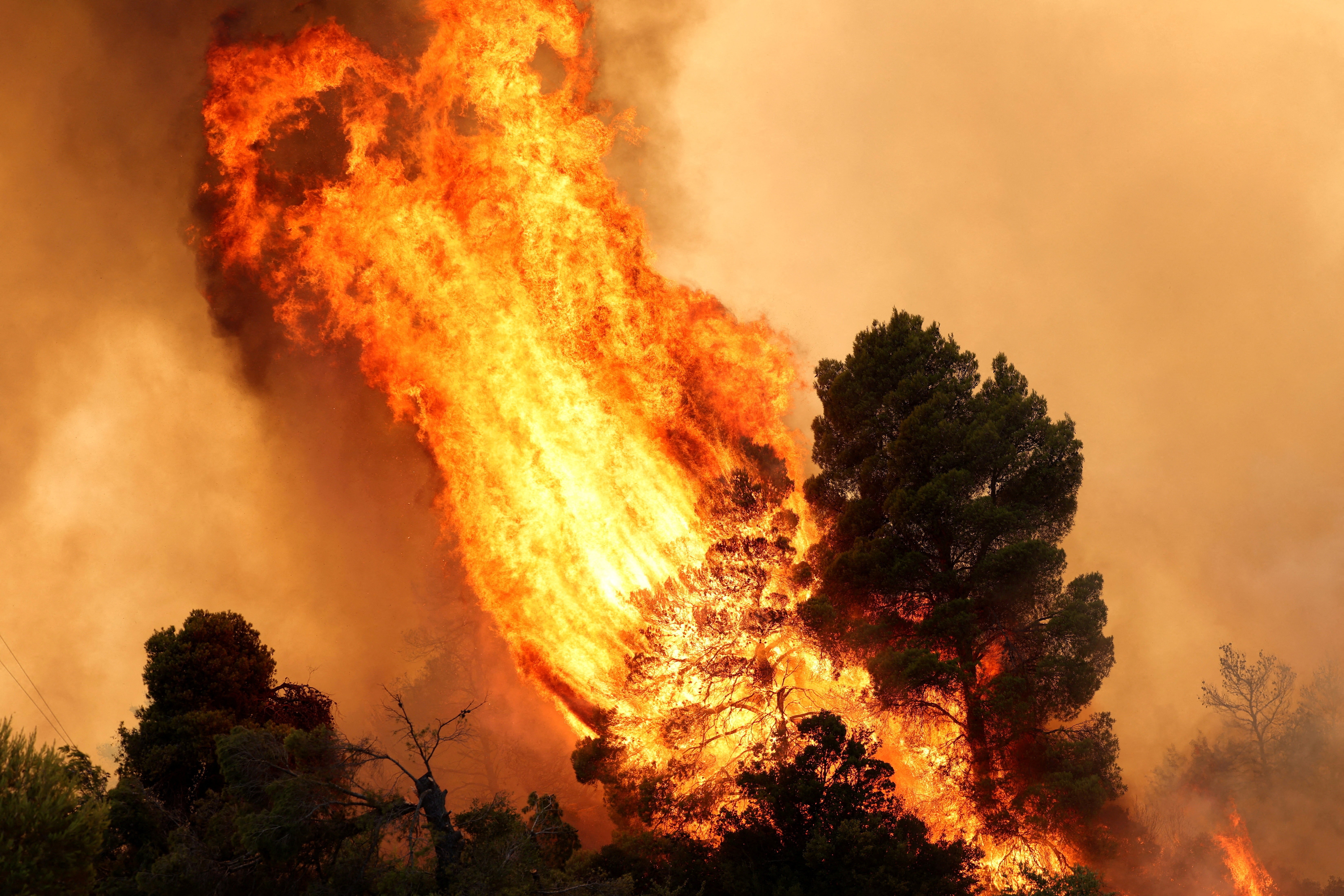 Huge flames rise from burning trees during a wildfire.