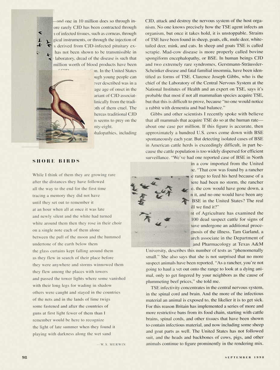 the original magazine page with an illustration of a bird and photos of flying birds collaged on