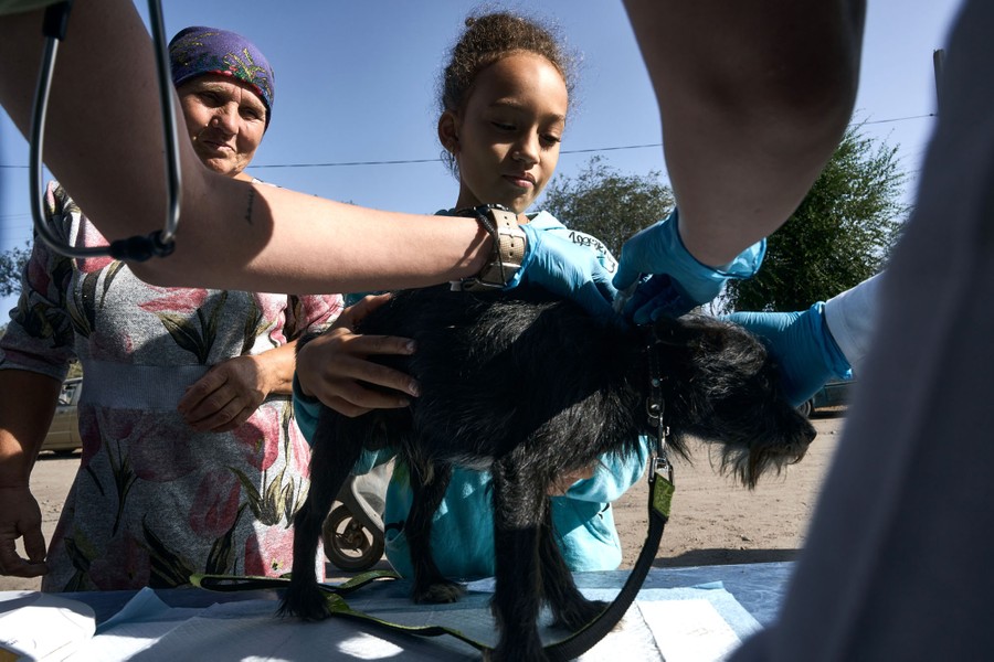 Two people stand behind a small dog that is being examined on a table outside.
