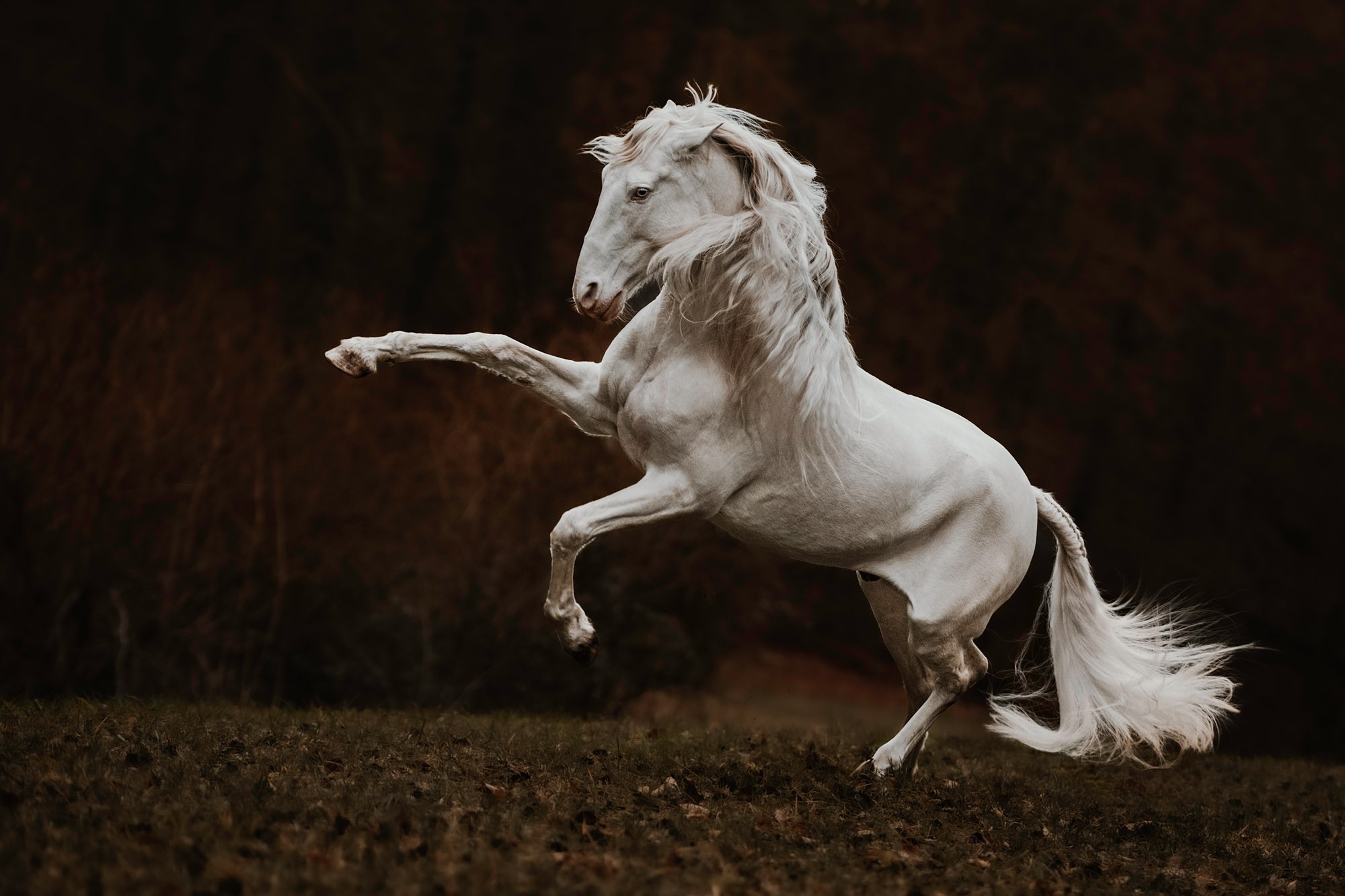 A white horse runs, lifting its front legs off the ground.
