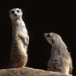 Two meerkats on top of a rock, against a black background; the meerkat on the left is standing upright, while the one on the right gazes toward them