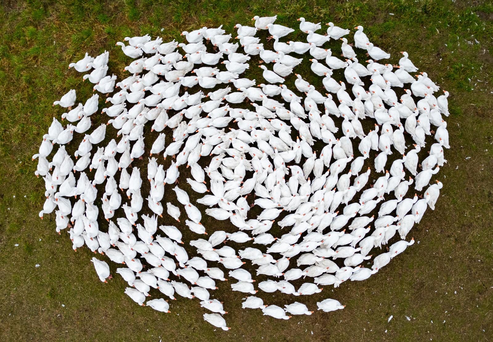 A view from above of a flock of geese walking in a circle, forming a swirl.