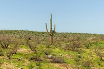 A cactus among shrubs