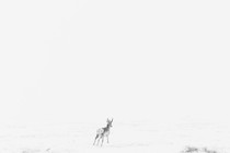 A faraway deer in an expanse of white sky and snow