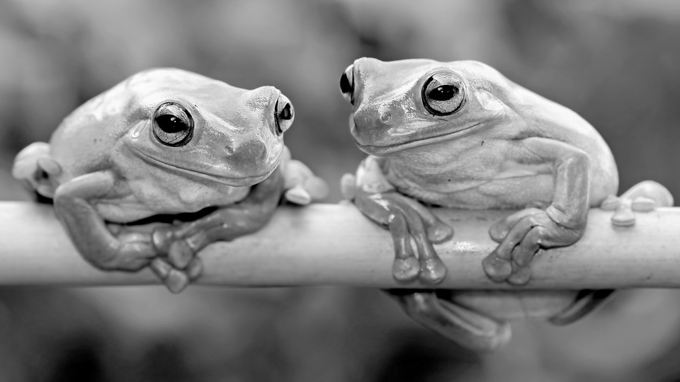 Two frogs looking at each other on a branch.