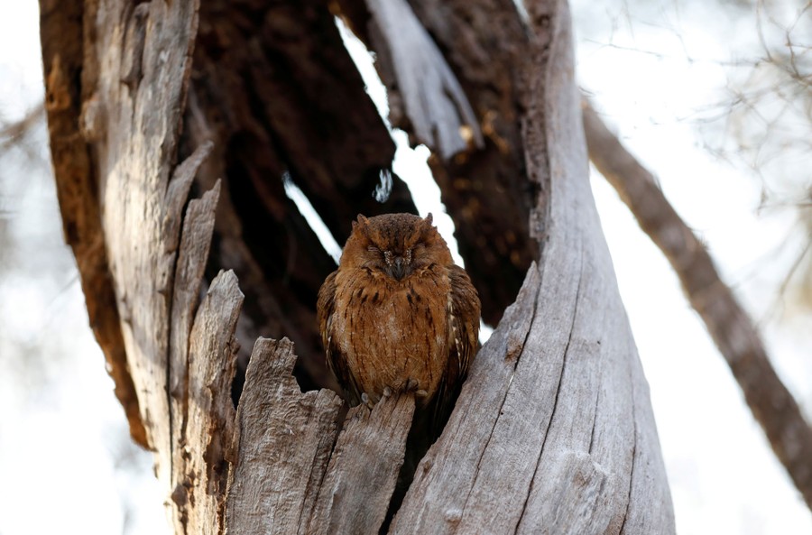 Photos Superb Owl Sunday IV The Atlantic