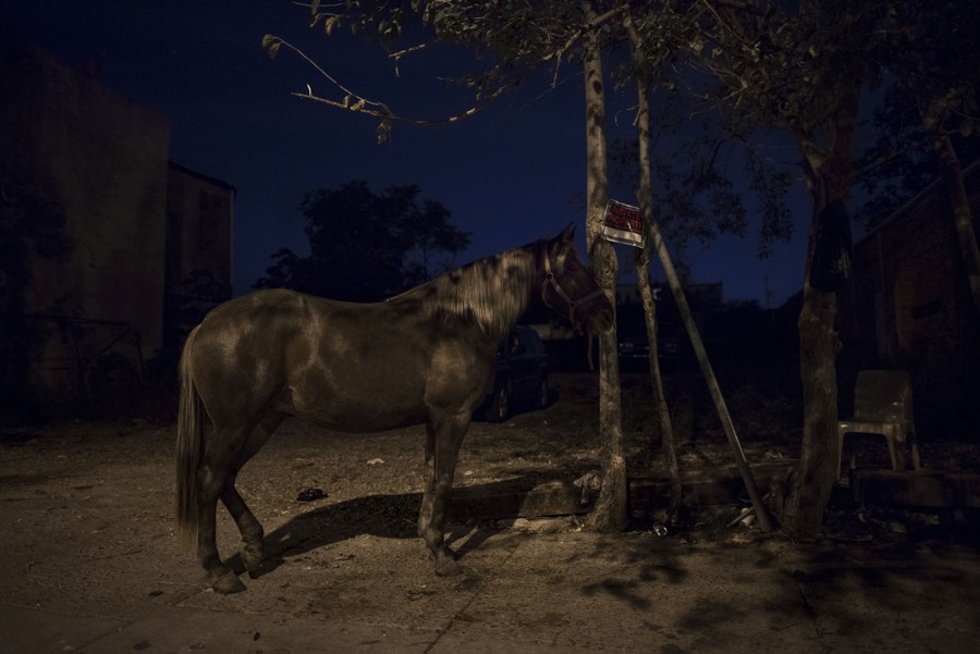 A horse is tied up in front of a vacant lot on Fletcher Street on Wednesday night, October 6, 2016. Horsemen bring their animals outside while they clean the stalls.