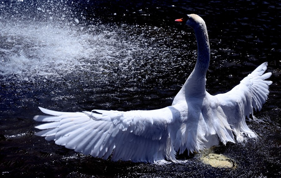 A swan stretches out its wings in a pond.