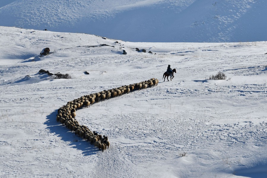 A shepherd on horseback leads a herd of sheep on the snow-covered slopes of a hill.