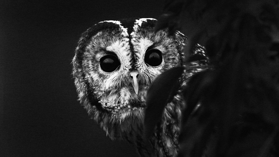 A black-and-white close-up photo of an owl's face