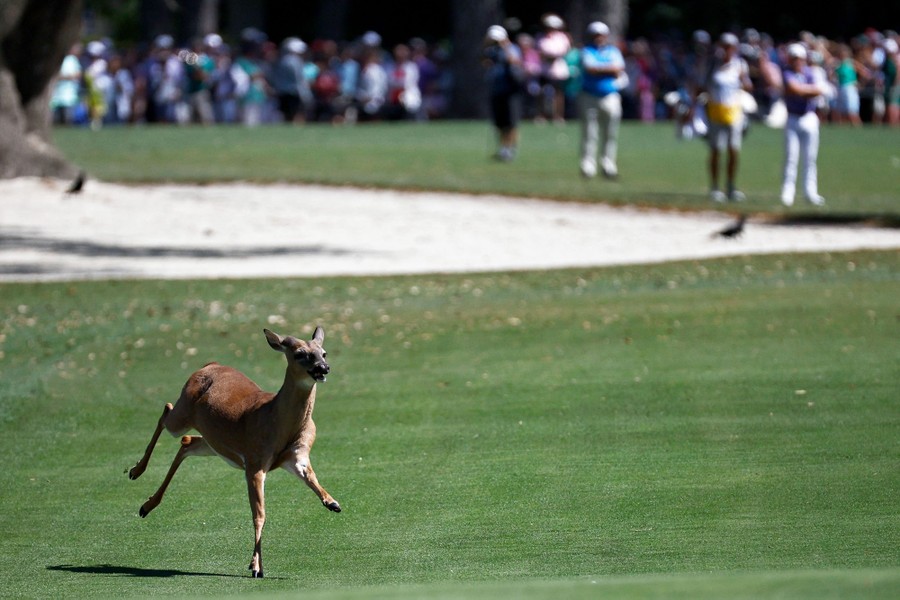 A deer runs across part of a golf course during a tournament.
