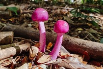 Two bright pink mushrooms