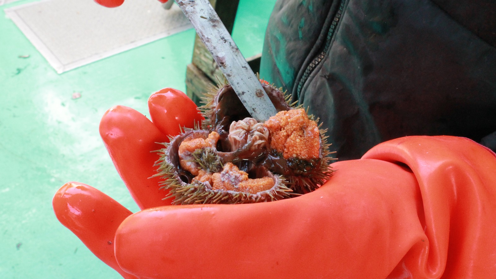 The Great Sea Urchin Crisis - The Atlantic