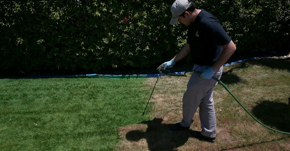 California Residents Are Painting Their Lawns Green The Atlantic