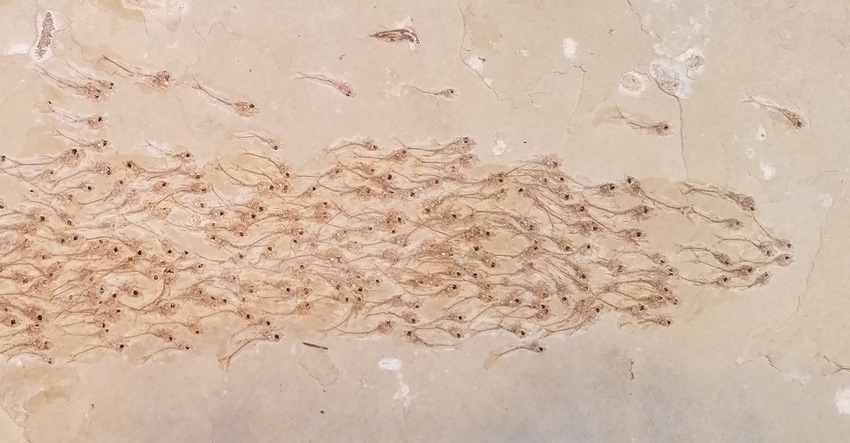 An Incredible Fossil Contains a School of 259 Fish - The Atlantic