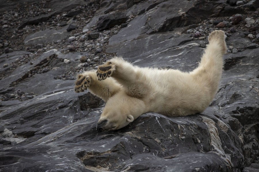 A polar bear lies on its back on a rocky hill, stretching its legs up in the air.