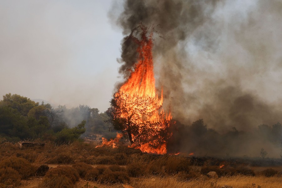 A single tree goes up in a burst of flame during a wildfire.