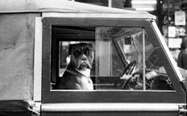 A black-and-white photograph of a boxer dog staring out a car window