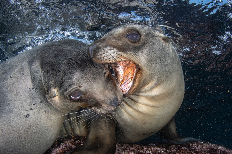 Two young sea lions play fight on a rock at the water's surface.