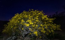 Yellow wildflowers at night, lit up by camera flash