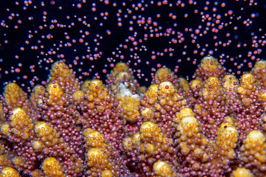 A close view of hundreds of small, pink egg bundles floating away from coral