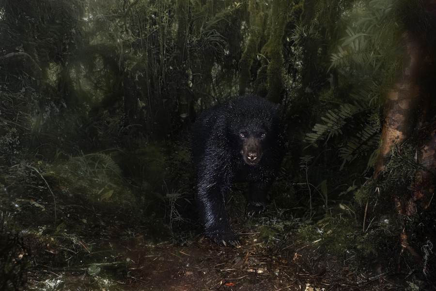 A black bear walks through a dense rainforest scene.