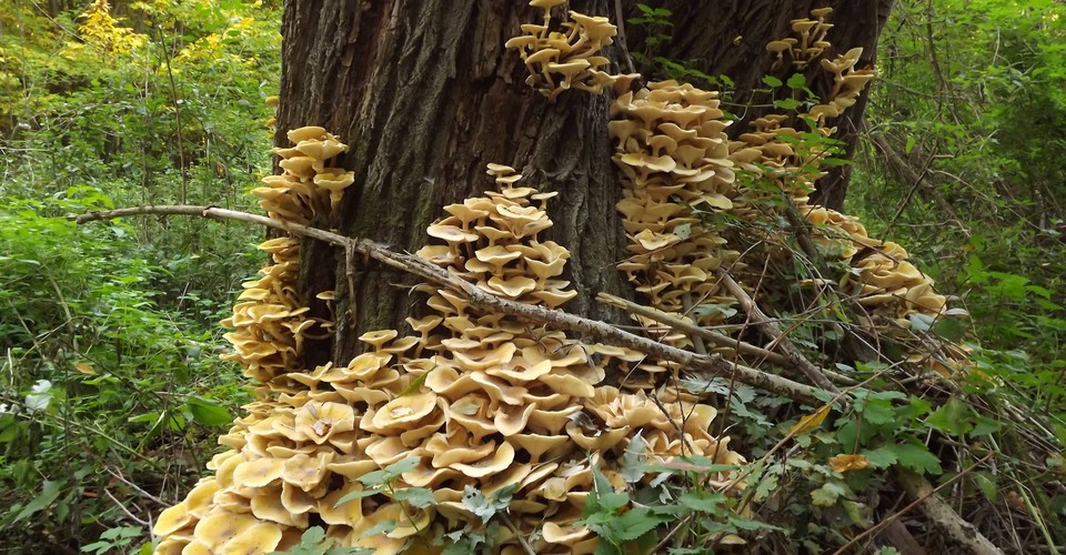 How the 'Humongous Fungus' Armillaria Got So Big - The Atlantic