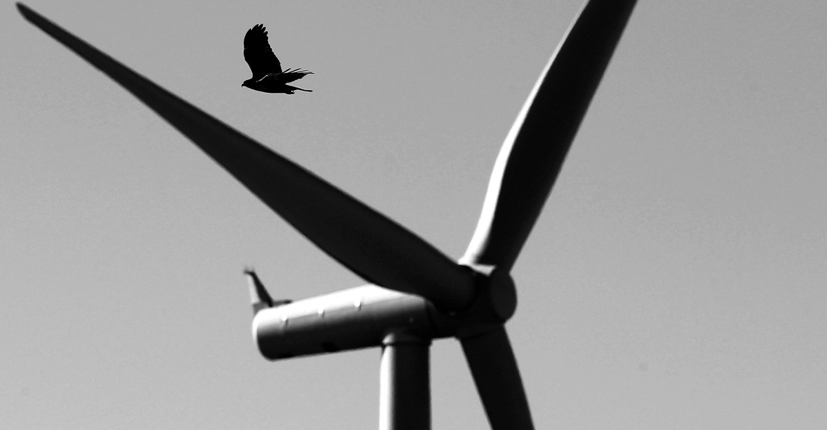 Wind and Solar Power Kill Birds. Scientists Are Now Learning From the Bodies. - The Atlantic