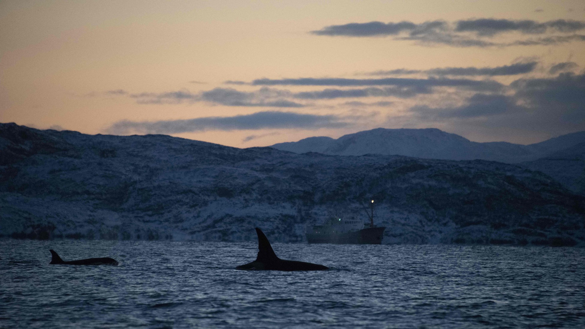 Everything You Know About Killer Whales Is Wrong - The Atlantic