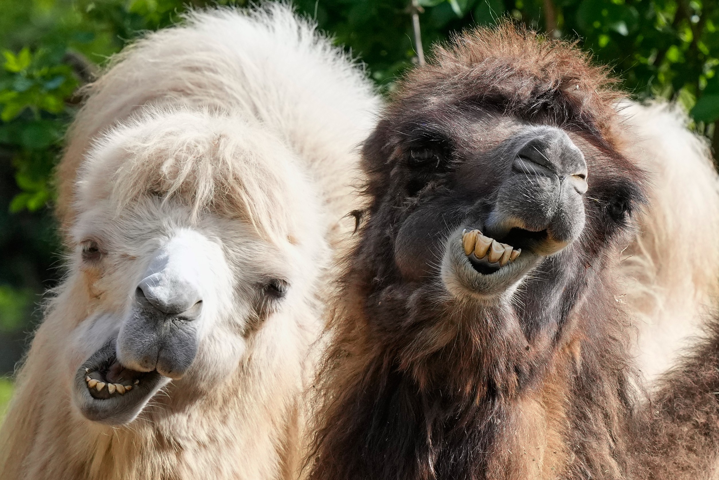 Two camels, standing side-by-side, show their teeth.