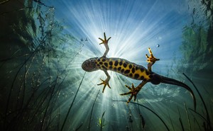 An underwater photograph of the underside of a swimming newt